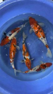 Japan Sakai Sanke 38-45cm - RM780 per koi + shipping RM60