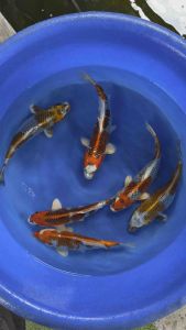 Japan Kujaku import 35-38cm top selection grade - RM980 per koi + shipping RM60