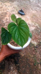 Tanaman hias philodendrom pulo mani