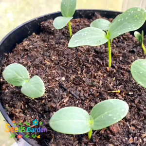 10 BUTIR BIJI/BENIH TANAMAN LABU MADU BULDOG