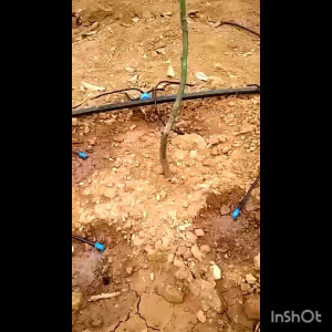 Paket Irigasi Drip Stick Bengkok Penyiram Tanaman 5 Pot Taman