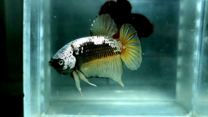 Yellow Copper Samurai Halfmoon Plakat HMPK Betta Fish / Ikan Laga/ 斗鱼 (Not random fish）15
