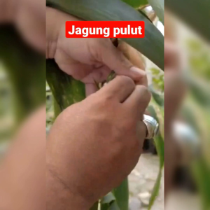 BIJI BENIH JAGUNG PULUT PELANGI JUTAWAN F1 ( REPACK )