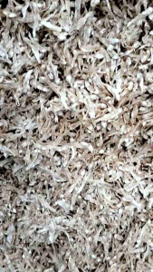 Ikan Asin Teri Tawar Bunga Lampung Kualitas Premium