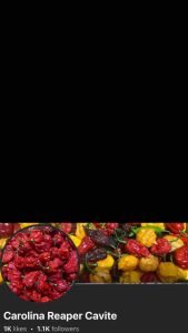 Cabe Rawit / Kinalabaw / Siling Talbusan Pepper Seeds - 25 seeds pack