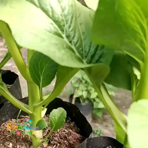 [TERLARIS] BIJI/BENIH TANAMAN SAWI HONGKONG | SAWI BUNGA