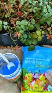 Phân bón lá Minro 30-9-9 (Gói 1kg) - Kích chồi cực mạnh xanh lá đâm tược nhanh cho hoa kiểng và cây ăn trái
