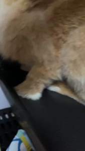 New Arrival Hay Sticks Rabbit Chew Toy for Teeth Natural Molar Sticks Rabbits Treats for Bunny Chinchilla Guinea