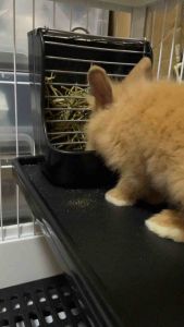 Fresh Timothy Hay For Rabbit Chinchilla Guinea Pig Dried Timothy Grass