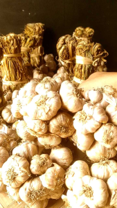 กระเทียม 1kg. กระเทียมเชียงราย แห้งจัด แห้งทุกจุก ไม่ฝ่อ กระจายบางส่วน เก็บไว้ได้นาน และรอยเจาะเป็นเวลา