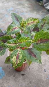Coleus Variety No. 002 Live Plant in 3.5 x 3.5 x 8 Inch Black Polybag. Green leaves with yellow and red variegation. Suitable for indoor decoration.