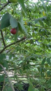 ลูกตะขบจากธรรมชาติเก็บสดจากต้นก่อนส่ง สินค้ามีพร้อมส่ง