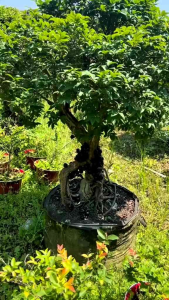 Bibit Anggur Preco🌱 Punya Buah Warna Hitam. Siap Tanam Cocok Buat Tambulapot Bibit Unggul Dan Rimbun.Pemesanan Bisa Bayar Di Tempat