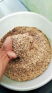 Benih padi Cibatu genjah kemasan 5kg