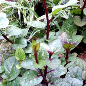 tanaman herbal binahong ungu/pohon binahong ungu/tanaman herbal gondola