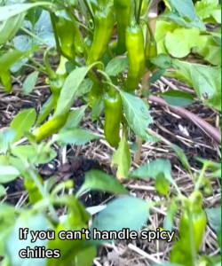 (KEMASAN PREMIUM) BIJI/BENIH CABE JEPANG SHISHITO