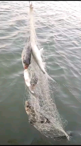 PANCING JARING BOOM NET ( 3METER )(ukuran tinggal pilih)