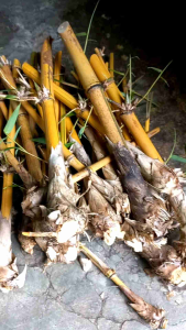 bambu kuning 5 pohon