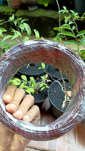 Kawat Bonsai Alumunium Maroon 1kg: Pengertian & Manfaat