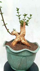 POHON BONSAI SANCANG PROGRAMAN/BOGEL