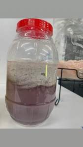 เป้าหมายเหลืองสาโท, 1ซอง, ข้าว2กก, ทำการแป้งเหลืองสาโท 10ซอง, 150฿