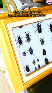 ของเก่าสะสม งานสไตล์วินเทจ+งานลอฟท์ สีทองมีชิ้นเดียวในโลก มีเอกลักษณ์เฉพาะ