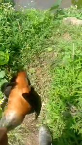 Giò bẫy cúm núm gà nước gà đồng cuốc