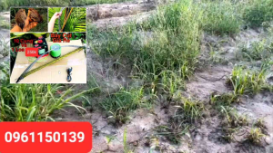 combo cung bẫy Cút gồm 1 loa 1 thẻ 1 bộ 10 cung cút