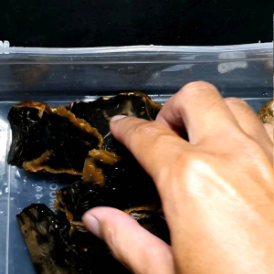 Batu Akik Bahan / Bongkahan Bulu Ayam Unik