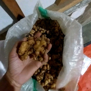 CIKUR Wangi Kencur Tua 1Kg untuk Seblak dan Lainnya