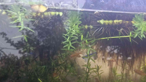 [LIVE PLANT] Hydrilla Verticillata (Pokok Rumpai Air) - Pre-Weighted Bundle (Ikatan Foam) / Guppy & Betta Fry Shelter / Natural Oxygenator
