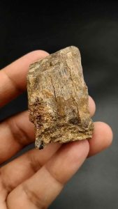 ⛏️ ฟอสซิลไดโนเสาร์ คาดว่าจะเป็นของ ไทรเซอราทอปส์ ไดโนเสาร์เจ้ายักษ์สามเขา / 52 กรัม  ( Triceratops Fossils )    🎥 มี VDO สวยๆให้ชมครับ  🌿 ชิ้นส่วนฟอสซิลขนาดเล็ก ที่เรากระเทาะออกมาจากชิ้นใหญ่ มีลวดลายเซลล์กระดูกชัดเจน จากแหล่ง South Dakota อเมริกา