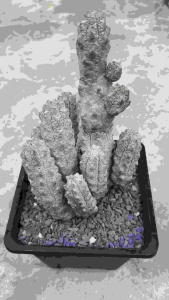 亞迪麒麟群生多头 Euphorbia abdelkuri multihead cactus