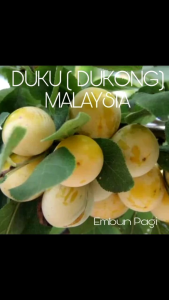 Bibit Tanaman Duku (Dukong) Malaysia