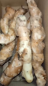 2Kg Củ Cát Lồi(mía dò) Rừng khách đặt mới đào chắc lọi