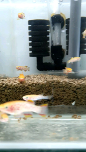Gardneri Killifish/Ornamental fish/Freshwater/Readystock