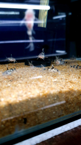 Valentine Zebra Catfish/Ornamental fish/Freshwater/Readystock
