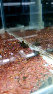 Asian Stone Catfish