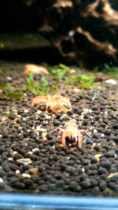 Orange Mexican Dwarf Crayfish/Ornamental fish/Freshwater/Readystock