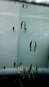 Otocinclus/Apgae Eater//Ornamental fish/Freshwater/Readystock