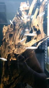 Rainbow Shiner/Ornamental fish/Freshwater/Readystock