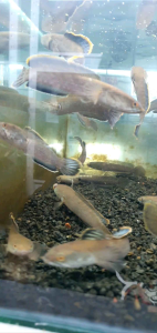 Channa Limbata/Haruan Kedak/Mountain Dwarf Snakehead/Ornamental fish/Freshwater/Readystock Channa Limbata Price Channa Limbata For Sale - Lazada