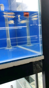 Albino Silver Arowana/Ornamental fish/Freshwater/Readystock