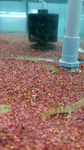 Sumo Loach/Ornamental fish/Freshwater/Readystock