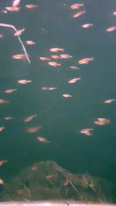 Least Rasbora/ Boraras Urophthalmoides/Ornamental fish/Freshwater/Readystock