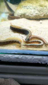 Half Banded Spiny Eel /Ornamental fish/Freshwater/Readystock