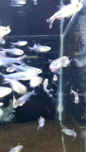 Cochus Blue King Tetra/Ornamental fish/Freshwater/Readystock