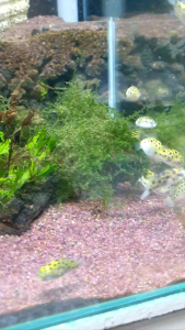 Green Spotted Puffer/Ornamental fish/Freshwater/Readystock