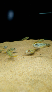 Fahaka Puffer/Ornamental fish/Freshwater/Readystock
