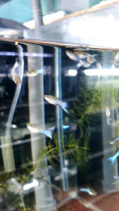 Royal Blue Endler Guppy /Ornamental fish/Freshwater/Readystock